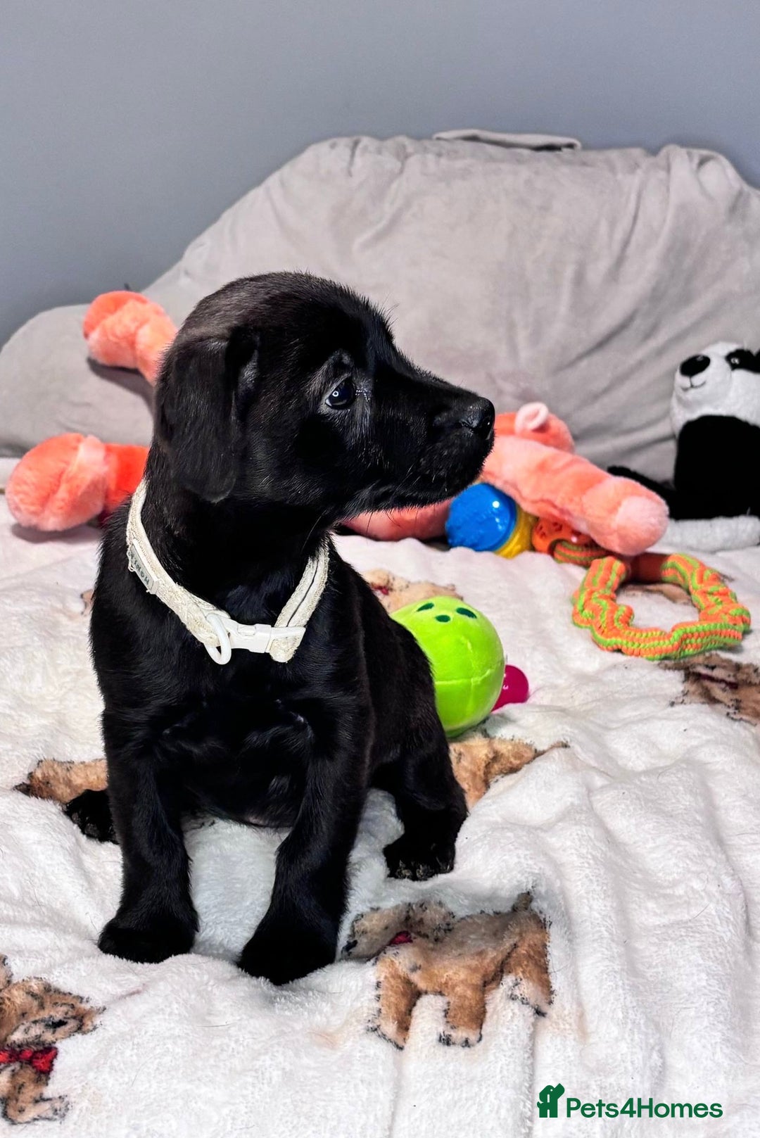 Mixed Breed dogs for sale: Cairndors - Image 11