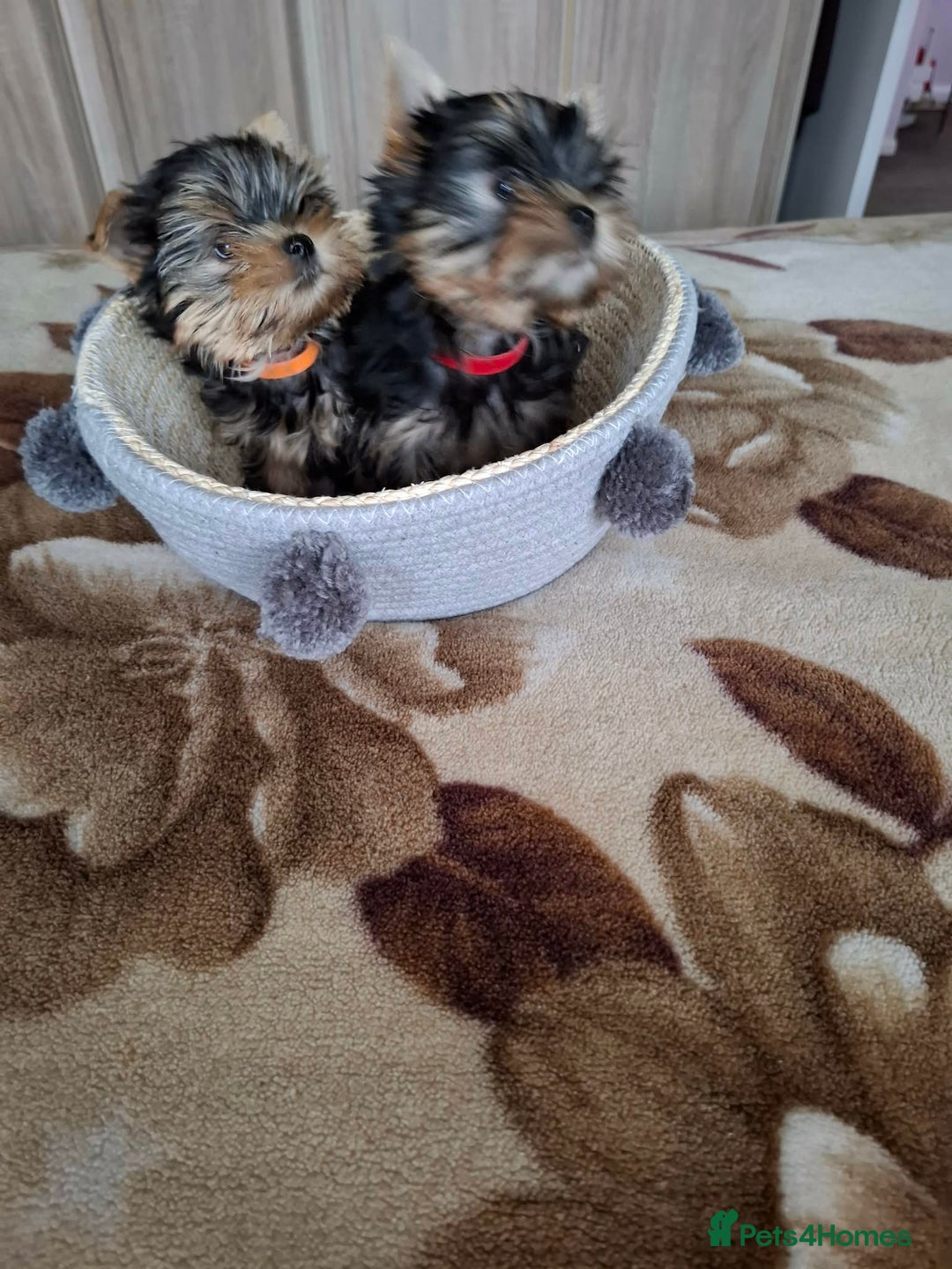 Yorkshire Terrier dogs for sale: Mini Yorkshire Terrier female pups - Advert 4