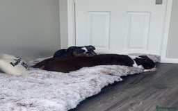 Olde English Bulldogge dogs for sale: 7 months Olde English bulldogge - Image 7
