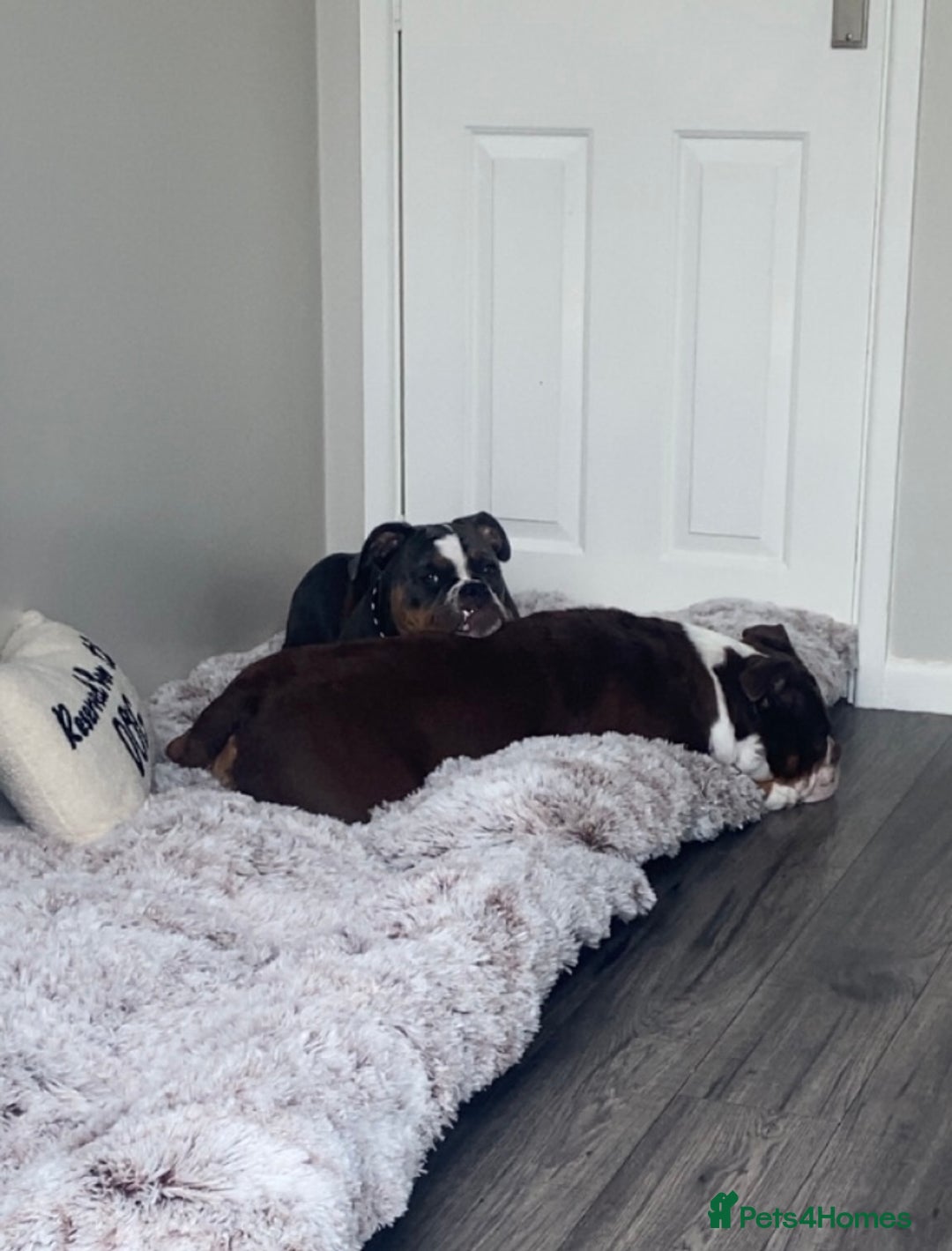 Olde English Bulldogge dogs for sale: 7 months Olde English bulldogge - Image 7