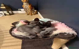 Sphynx cats for sale: Dwelf and Elf kittens - Image 5
