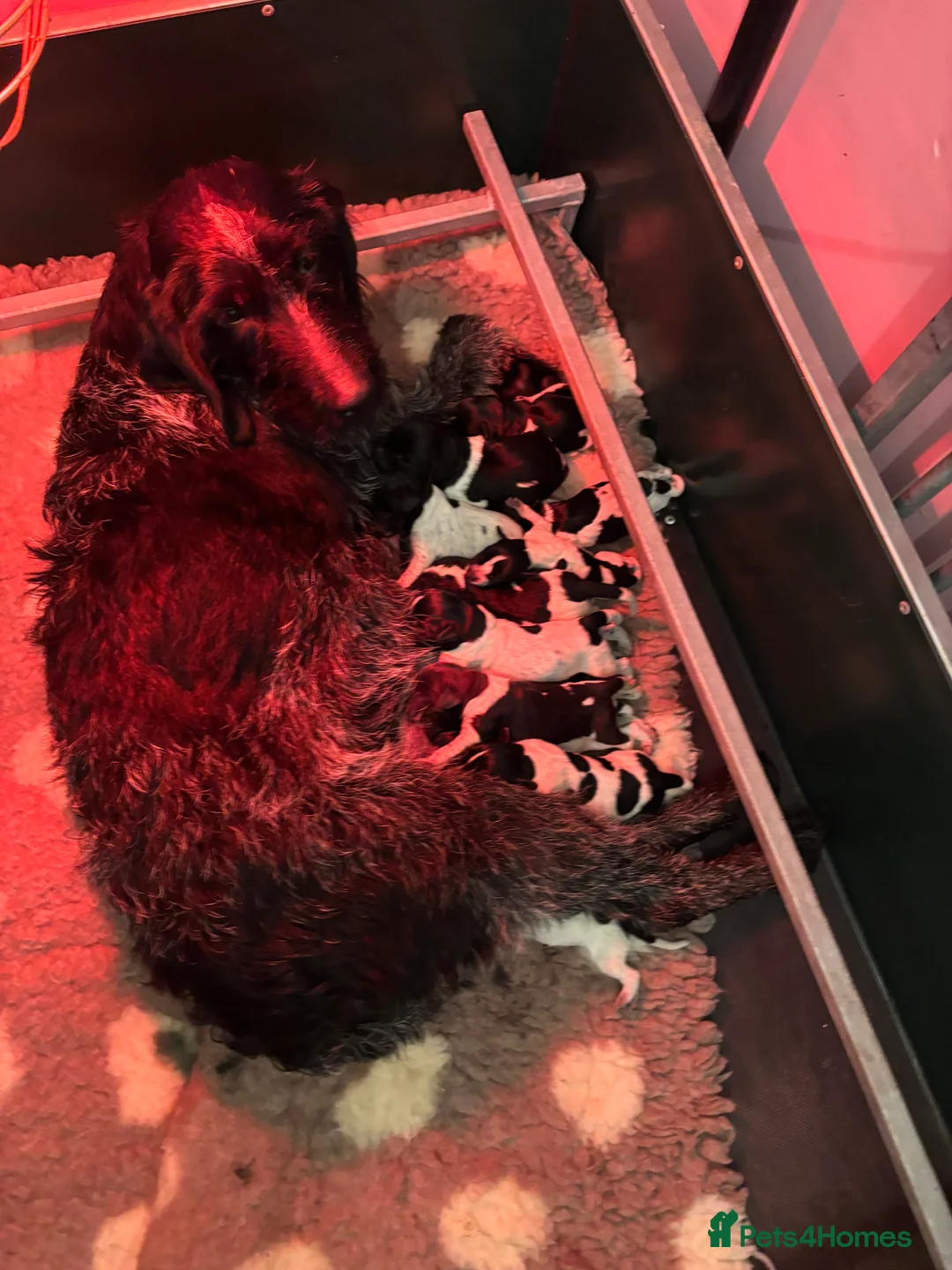 German Wirehaired Pointer dogs for sale: Stunning German wire hairs pointers  - Advert 1