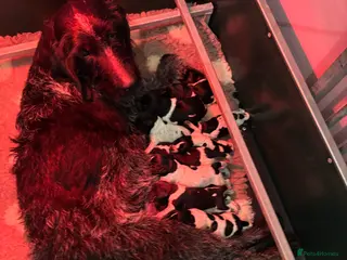 German Wirehaired Pointer dogs Stunning German wire hairs pointers - Advert 1