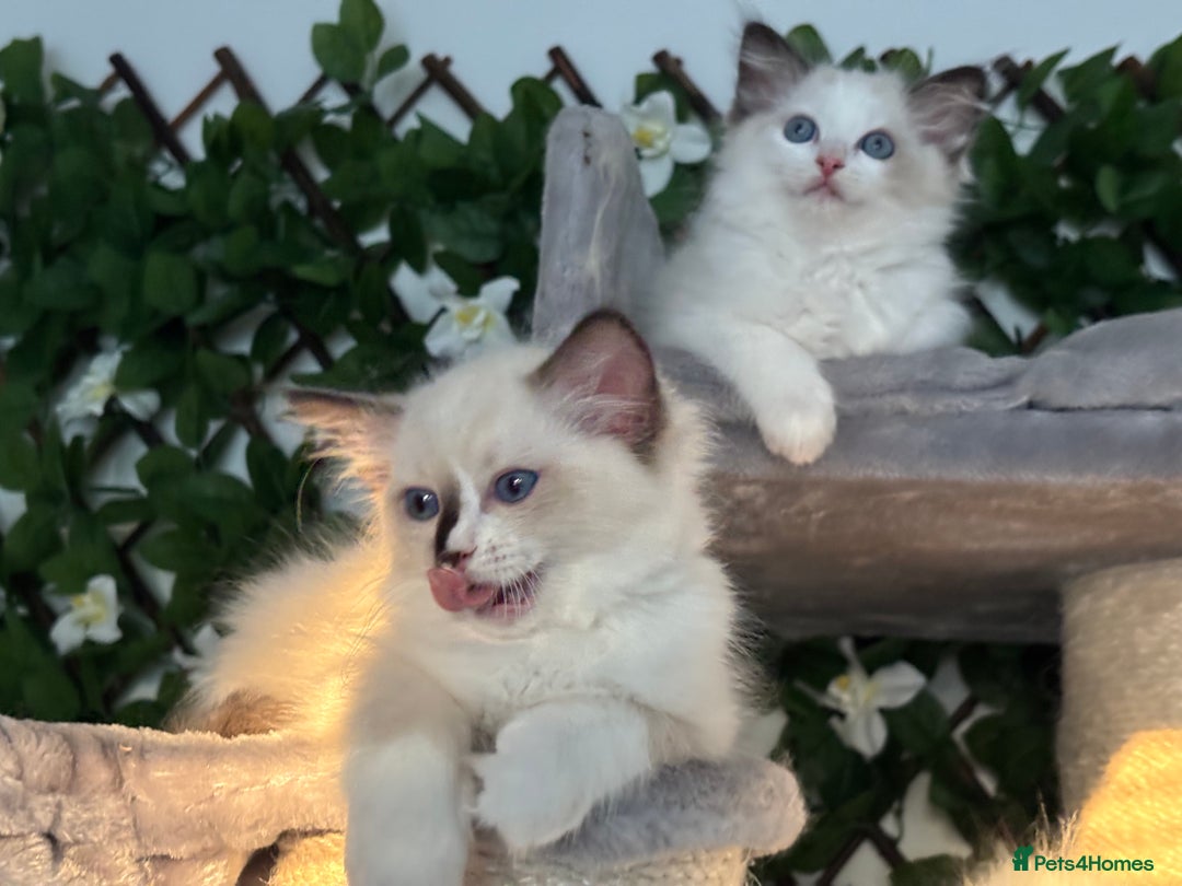 Ragdoll cats for sale: TICA, DNA tested, 5 gen pedigree  - Image 16