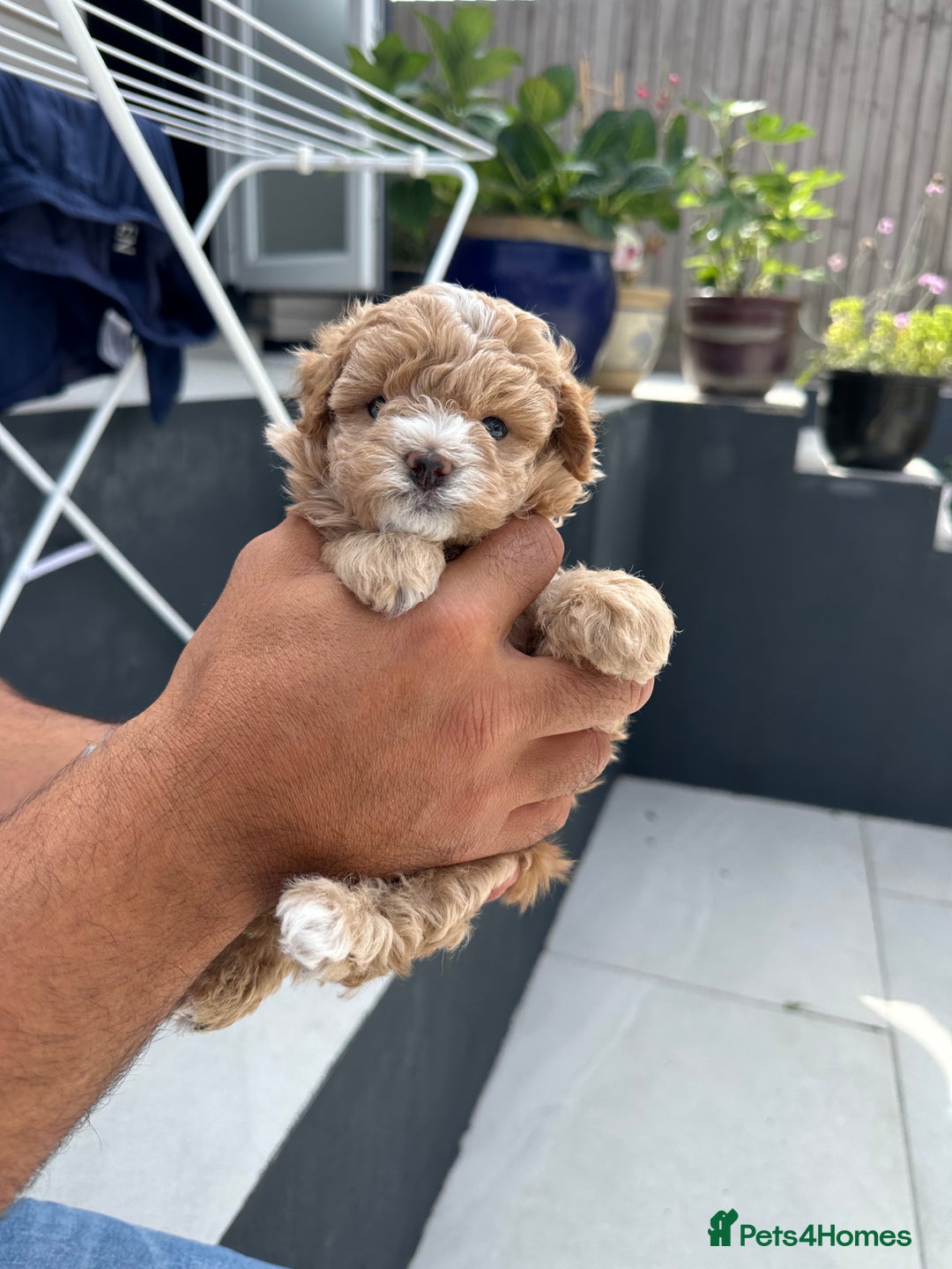Maltipoo dogs for sale: Rare maltipoo puppies please read description  - Advert 8