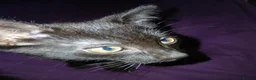 British Shorthair cats for sale: Kitten in Birmingham - Advert 3