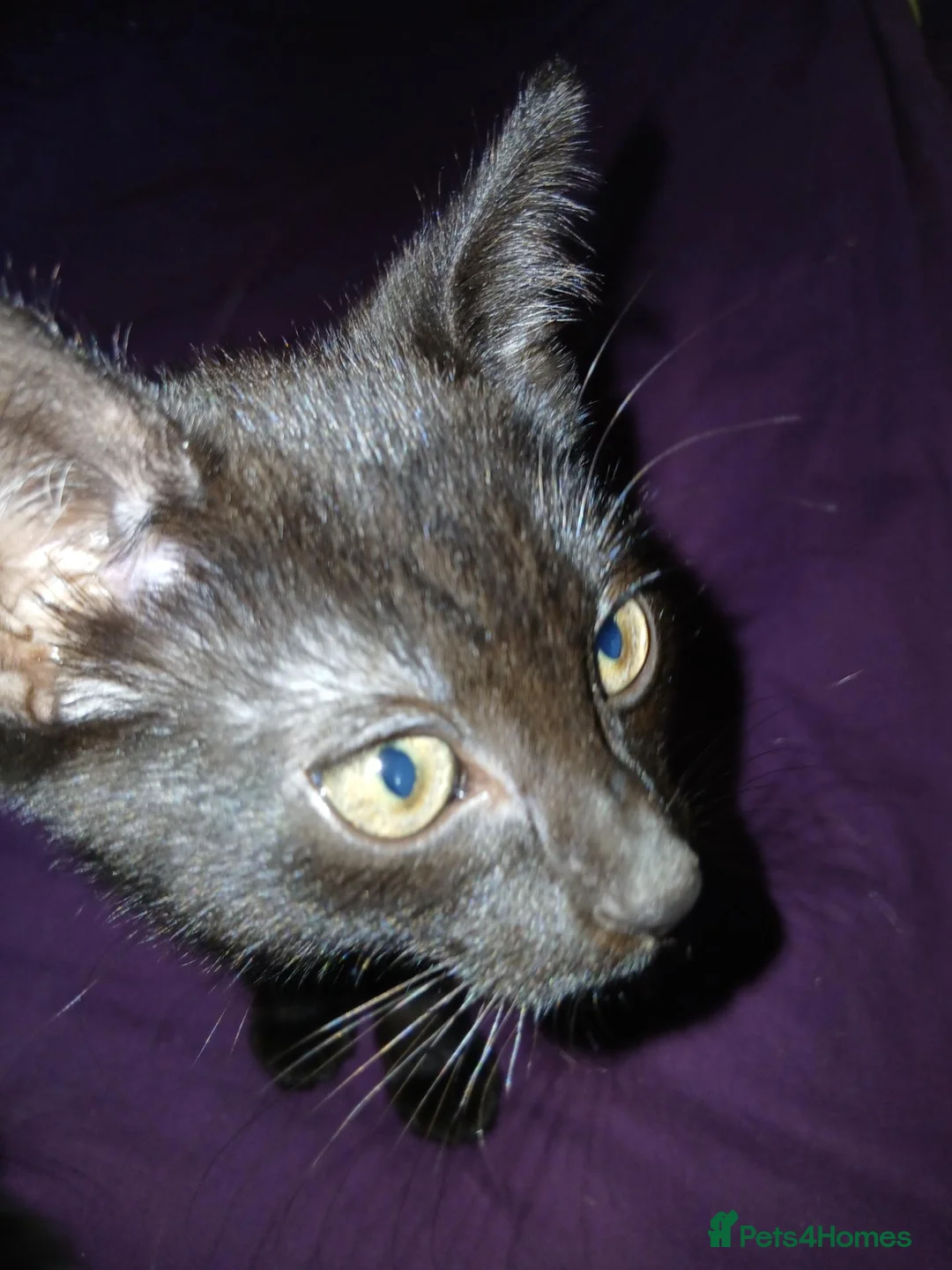 British Shorthair cats for sale: Kitten in Birmingham - Advert 3