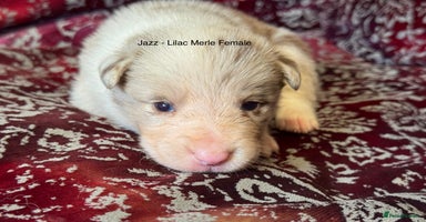 Border Collie dogs - Advert 5