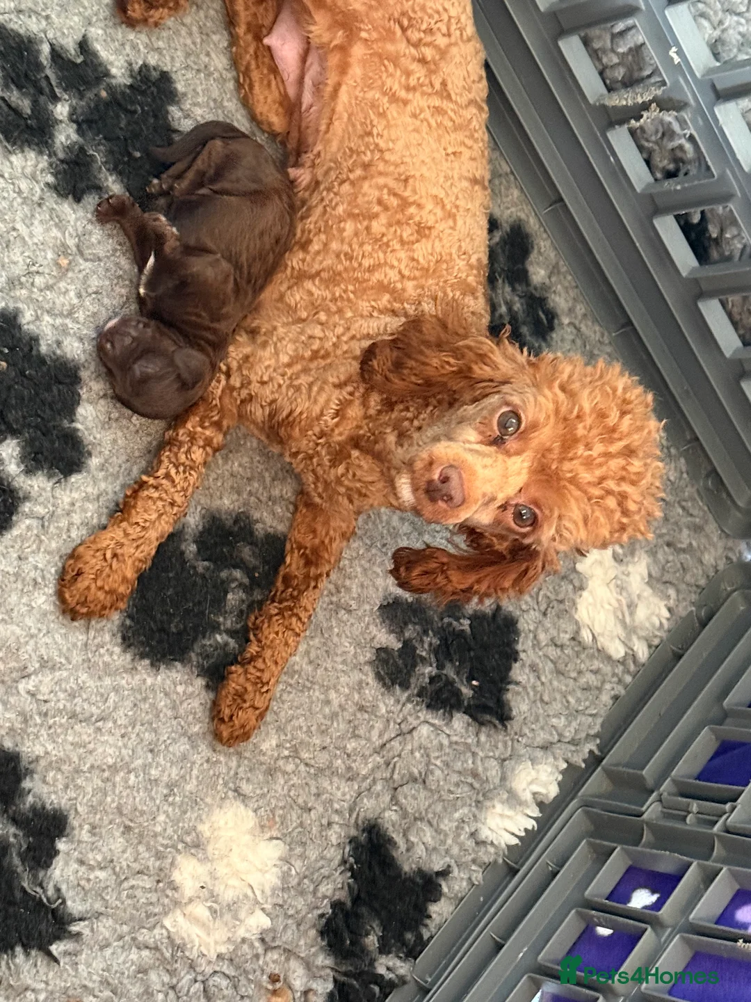 Cavapoo dogs for sale: Our First Ever F1 Choc  Cavapoo Boy - Advert 3