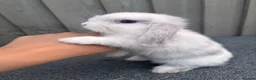 Mini Lop rabbits for sale: Beautiful pure bred mini lops blue eyes  - Advert 5