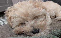 Maltipoo dogs for sale: Last Beautiful tiny female puppy available  - Image 2