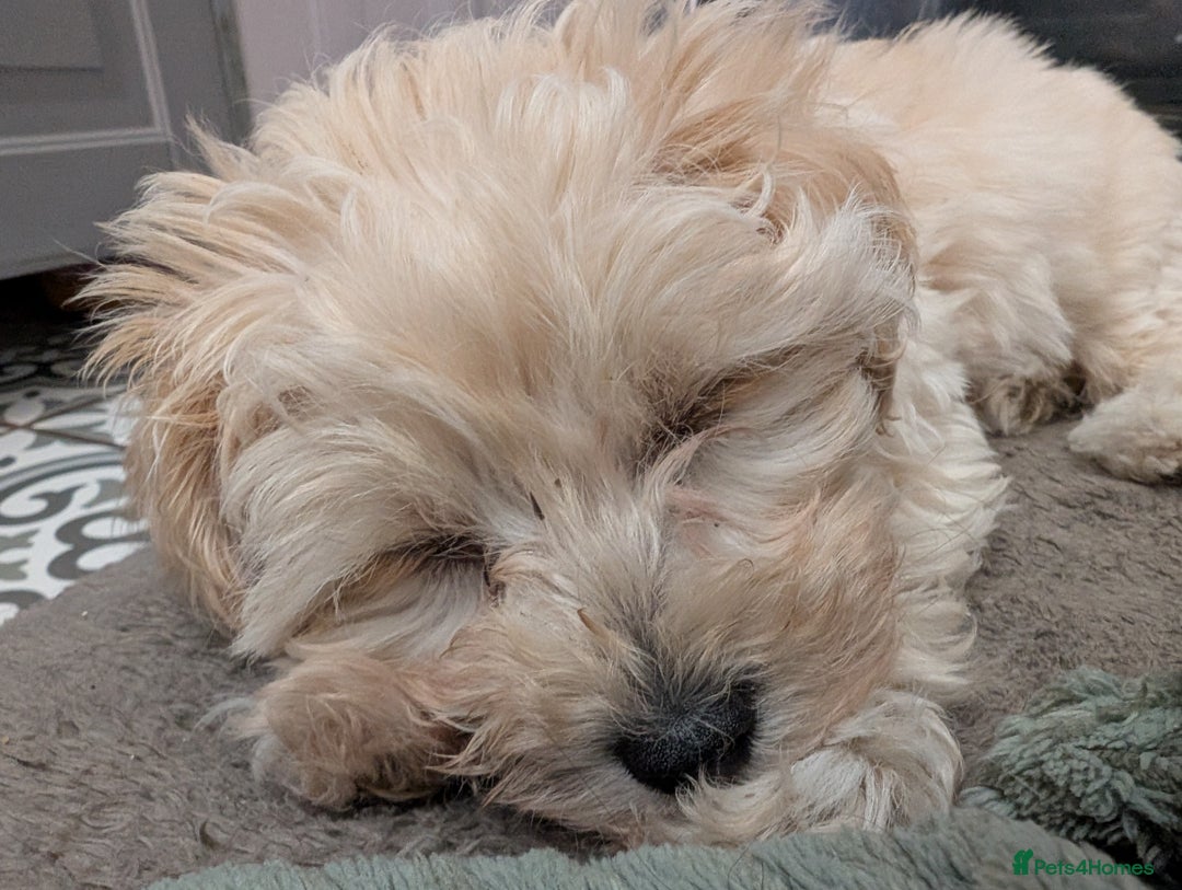 Maltipoo dogs for sale: Last Beautiful tiny female puppy available  - Image 2