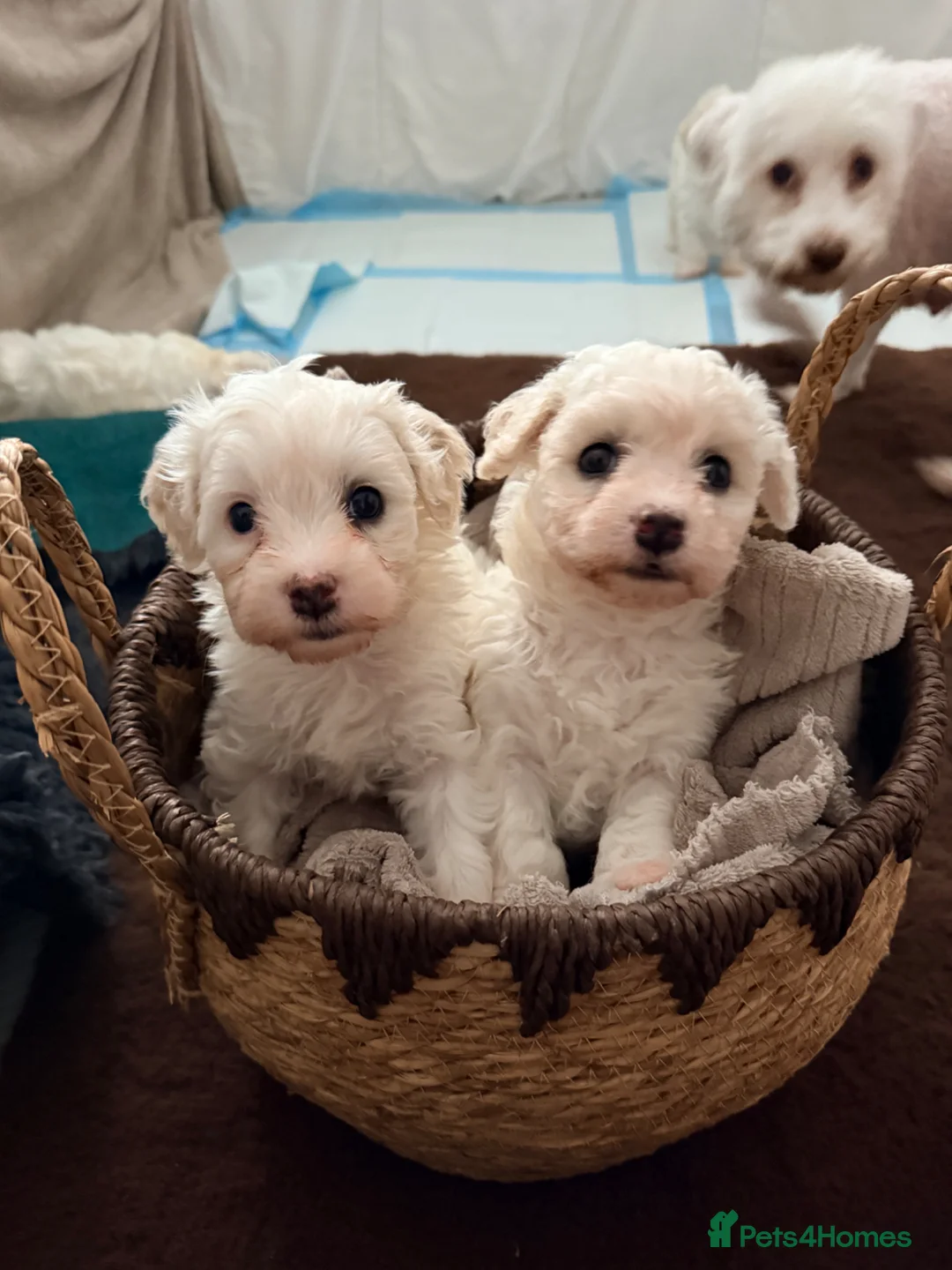 Cavachon dogs for sale: Cavachon Puppies Looking for Their 4ever Homes ❤️ in Cookstown - Advert 2