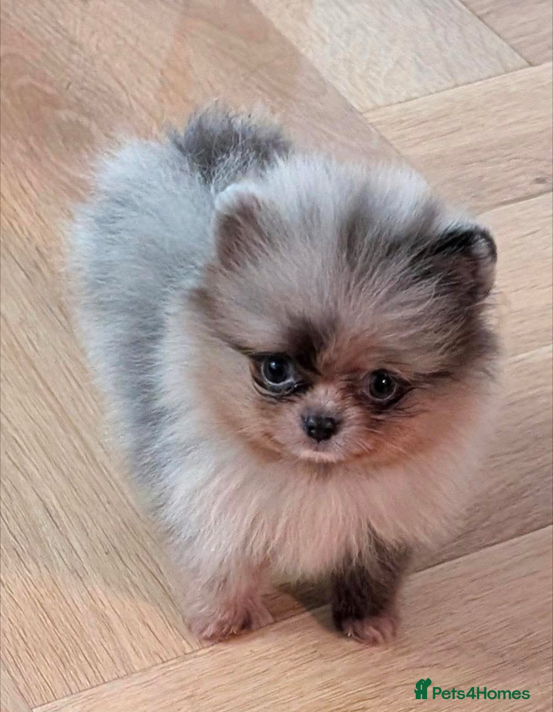 Pomeranian dogs for stud: BEST LOOKING TEDDY ** MERLE & TAN STUD IN THE UK  in Hartlepool - Image 4