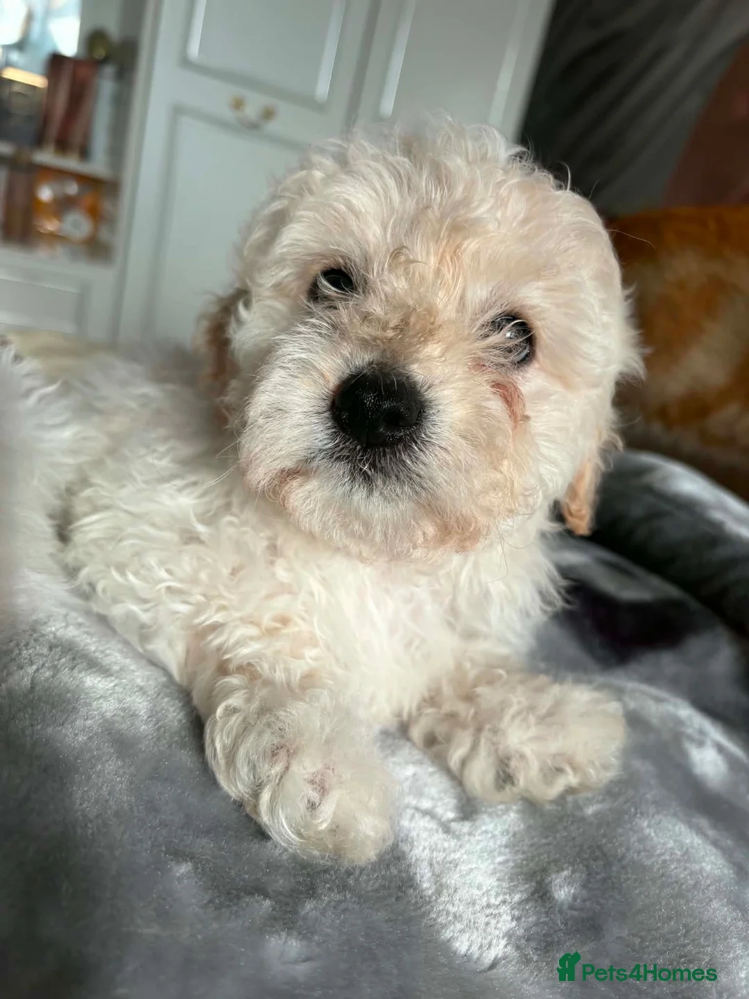 Mixed Breed dogs for sale: Adorable Bichon Frise Puppies for Sale  - Advert 2