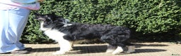 Border Collie dogs for stud: ISDS&KC Fully Tested Border Collie for Stud in Bicester - Advert 4