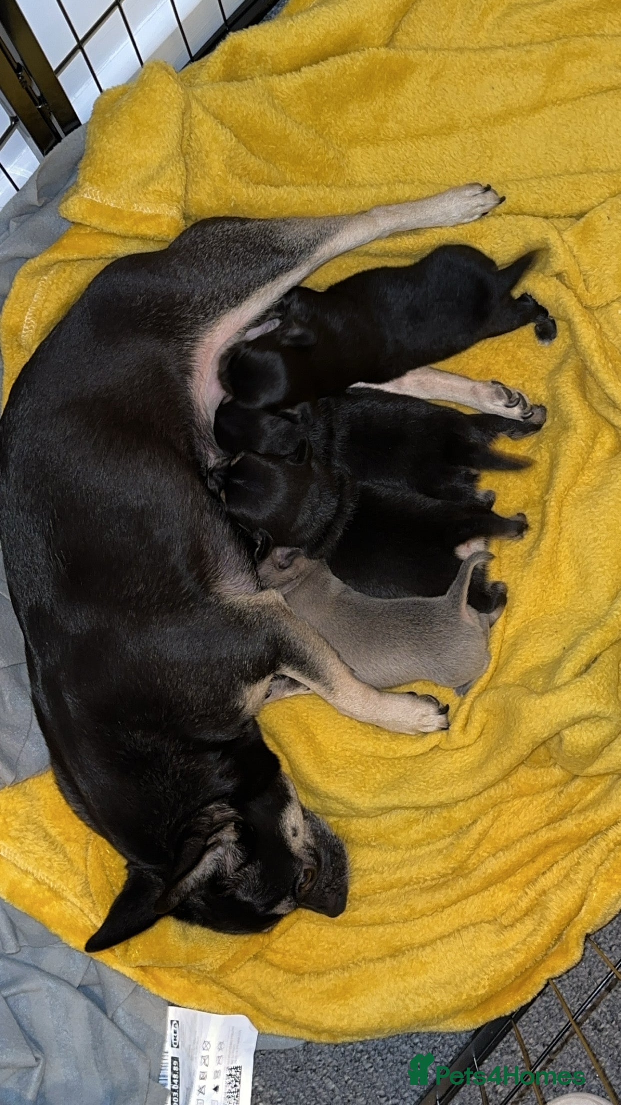 Chihuahua dogs Chihuahua pups - Advert 1