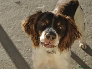 Brittany Spaniel dogs Ortzi - Advert 4