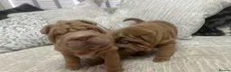 Shar Pei dogs for sale: beautiful shar pei girl  - Advert 7