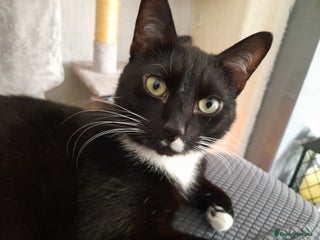 Mixed Breed cats - Advert 21