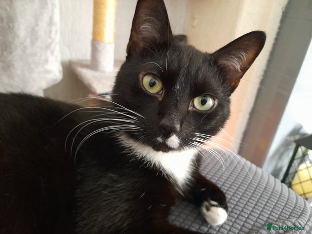 Mixed Breed cats - Advert 4