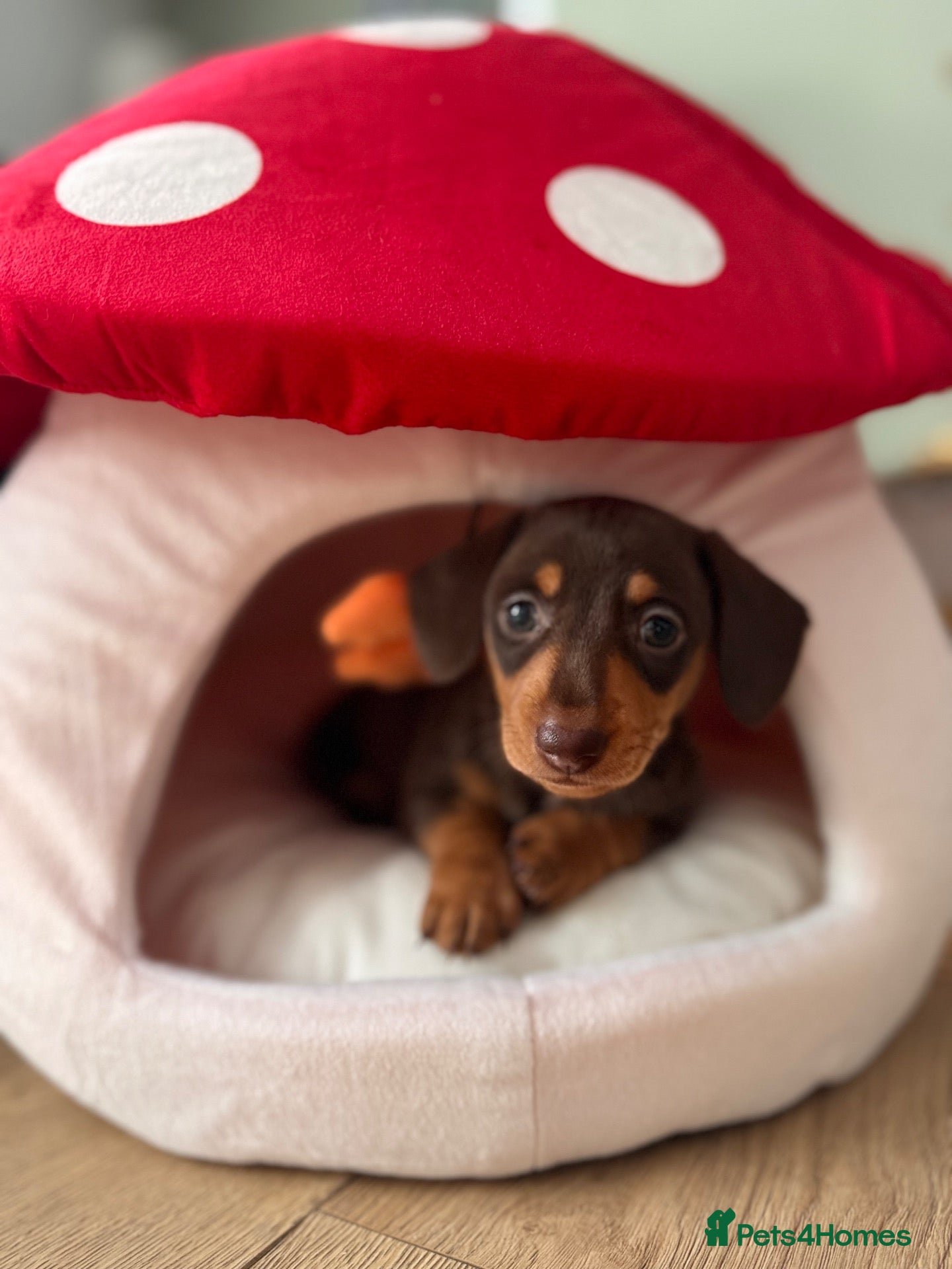 Miniature Dachshund dogs Miniature smoothair dachshund puppies 🐶  - Advert 6