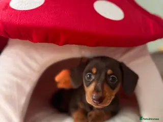 Miniature Dachshund dogs Miniature smoothair dachshund puppies 🐶 - Advert 8
