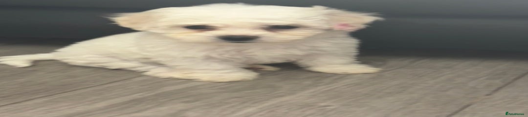 Bichon Frise Puppy 4