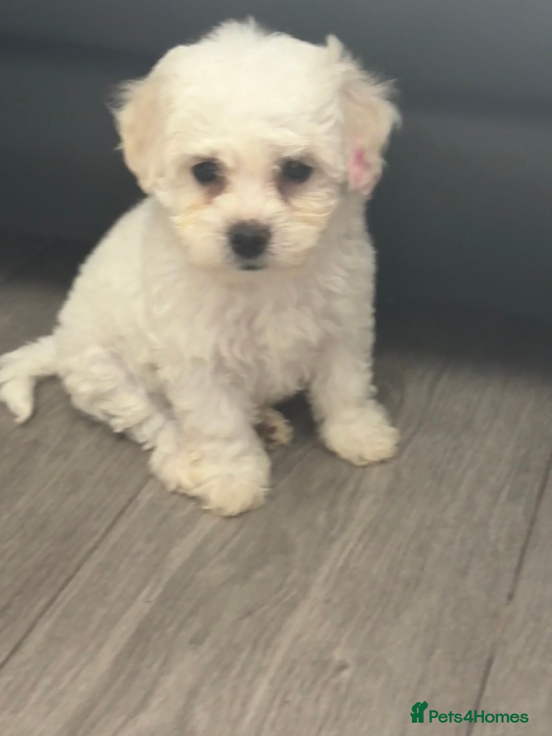 Bichon Frise dogs for sale: Pure Bred Bichon Frise Pups *REDUCED*  2 boys left - Image 8