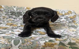 Cocker Spaniel dogs for sale: REDUCED KC Cocker Spaniel Boy £700 - Image 14