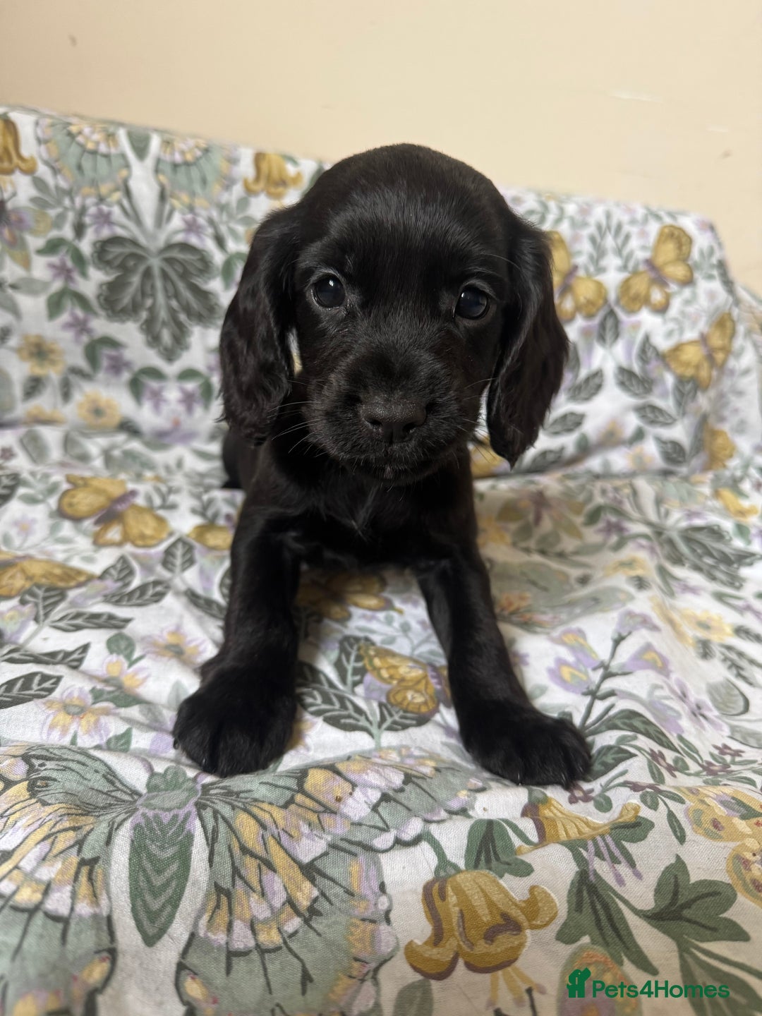 Cocker Spaniel dogs for sale: REDUCED KC Cocker Spaniel Boy £700 - Image 14