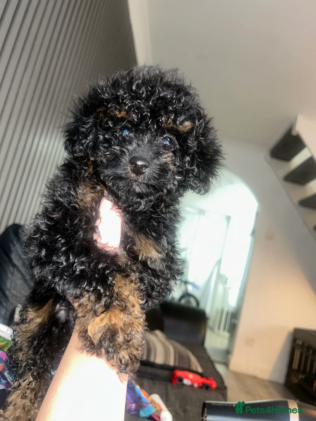 Poochon dogs for sale: poochon  - Advert 3