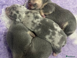 Jack Russell dogs - Advert 4