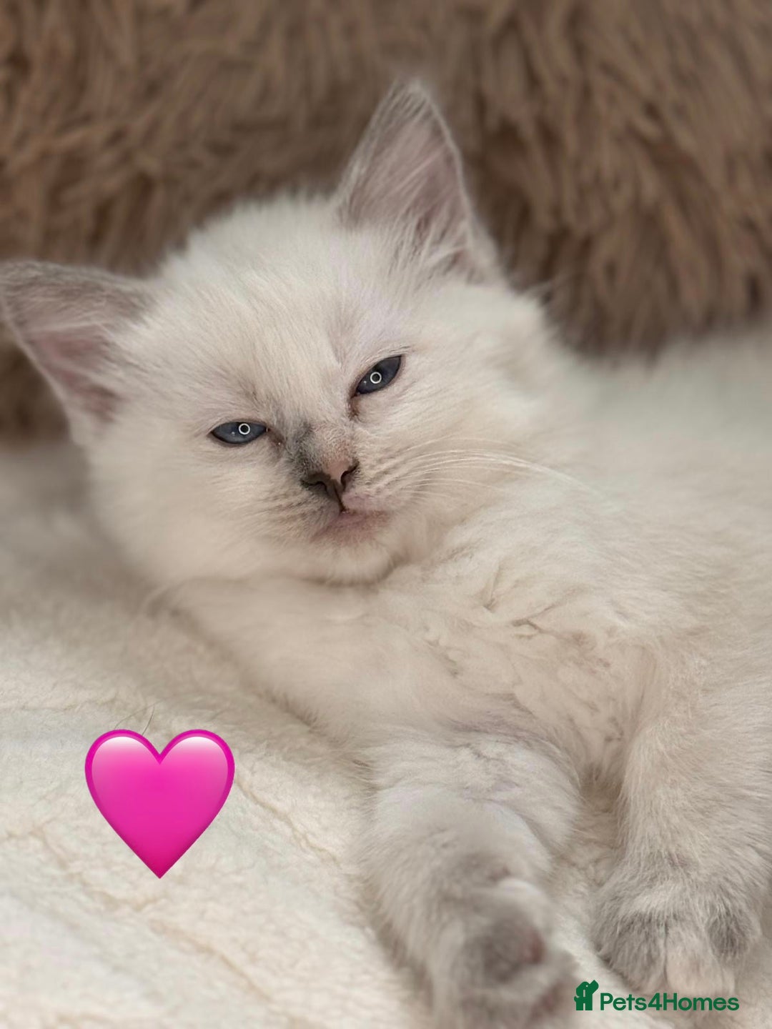 Ragdoll cats for sale: 🩷🌸7 weeks🌸6 Purebred Ragdoll🌸🩷 - Advert 11