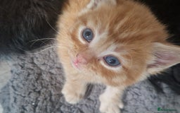 Mixed Breed cats for sale: Gorgeous Kittens. GINGER & All Black - Image 2
