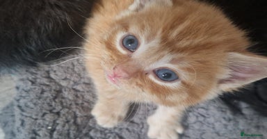 Mixed Breed cats - Advert 15