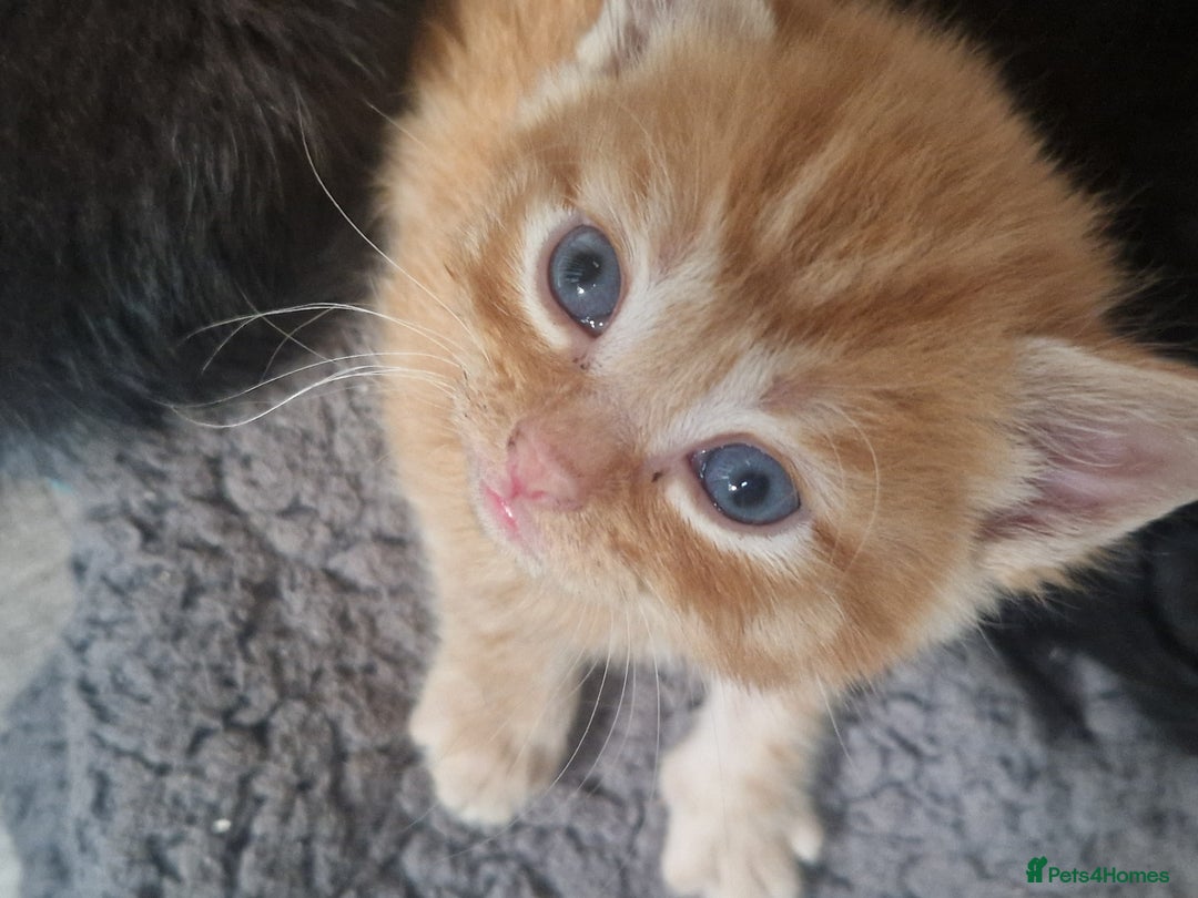 Mixed Breed cats for sale: Gorgeous Kittens. GINGER & All Black - Image 2
