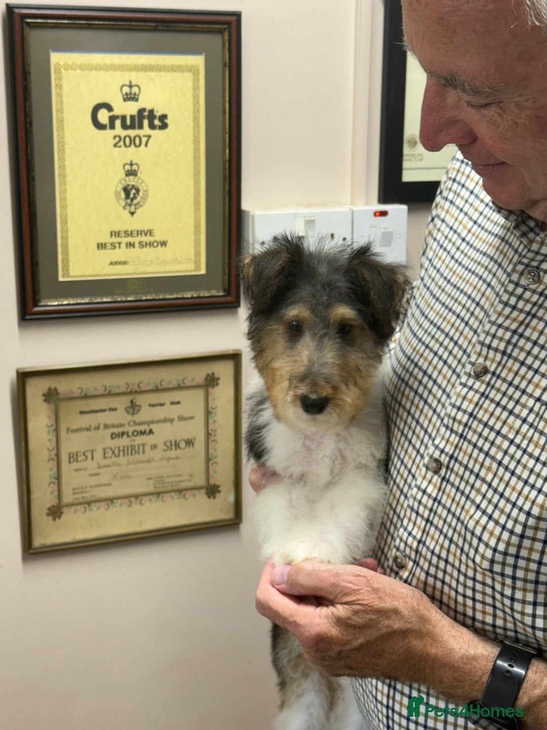 Fox Terrier dogs for sale: Wire Fox Terrier Puppies - Image 10