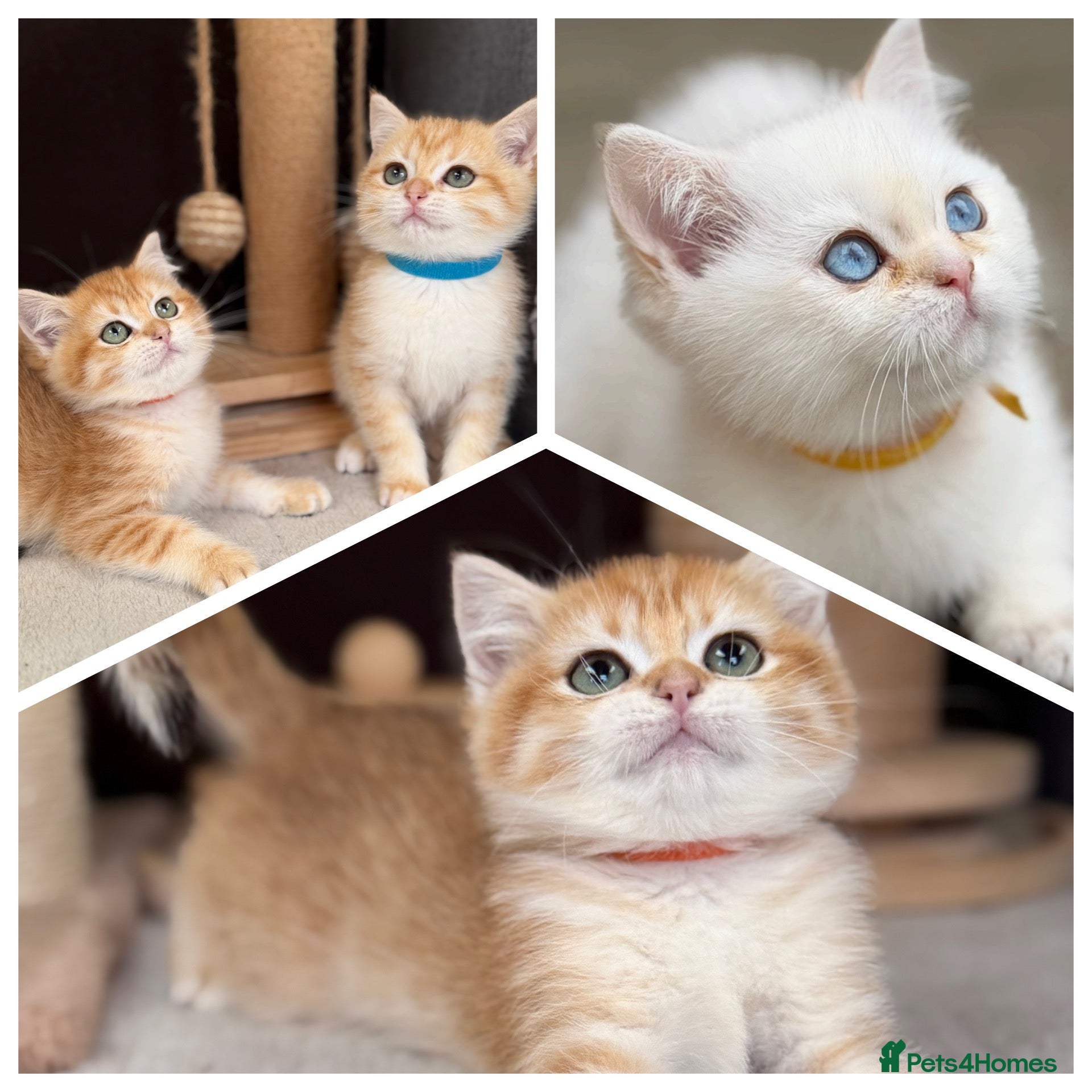 British Shorthair cats Beautiful British Sh golden kittens TICA - Advert 10