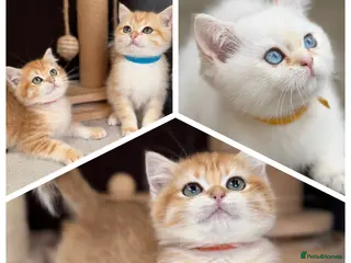 British Shorthair cats Beautiful British Sh golden kittens TICA - Advert 10