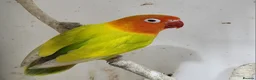 Mixed Breed birds for sale: Mixed Breed - Advert 6