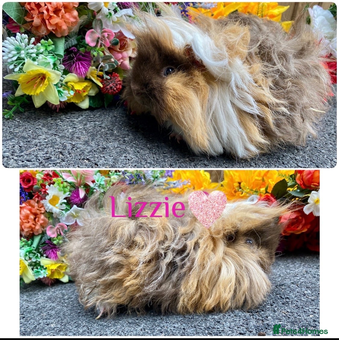 Guinea Pig rodents Pedigree Lunkarya Guinea pigs ready now  - Advert 1