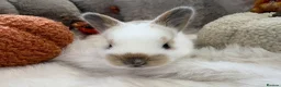 Rex rabbits for sale: Rex x Netherland dwarf  - Advert 15