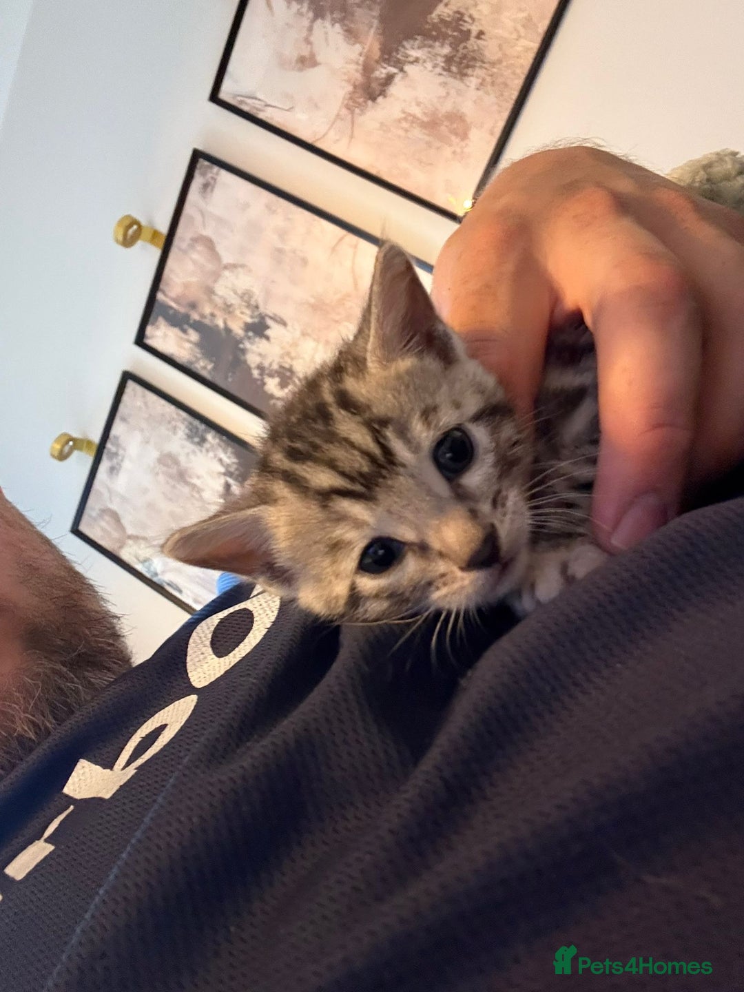 Bengal cats for sale: 3 beautiful silver SBT Bengal - TICA - Image 8