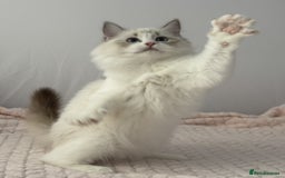 Ragdoll cats for sale: Playful Pedigree Ragdoll Kittens Available - Image 3
