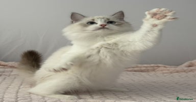 Ragdoll cats - Advert 10