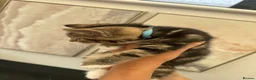 Mixed Breed cats for sale: Beautiful tabby kittens for sale - Advert 18