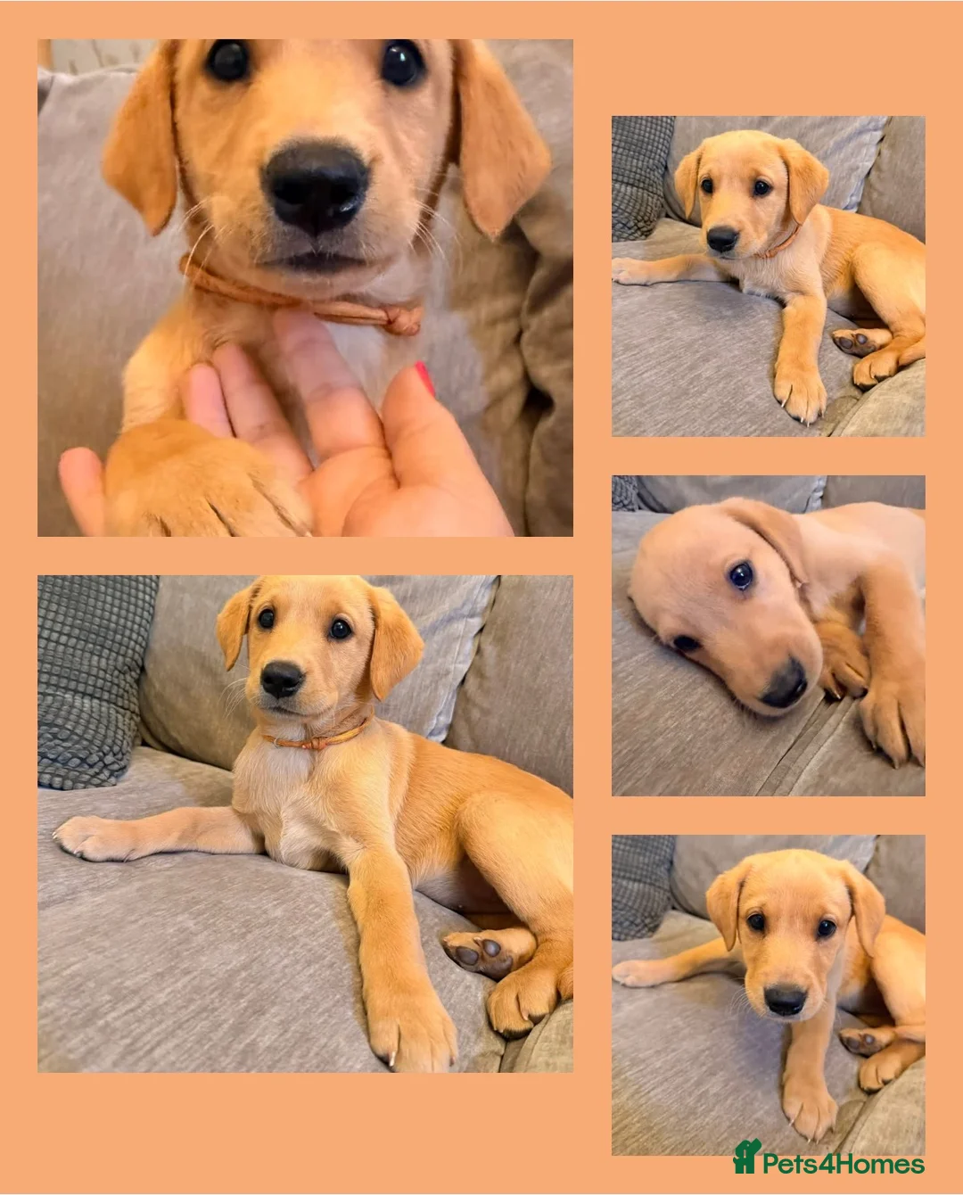 Labrador Retriever dogs for sale: KC Registered Fox Red Labradors  - Advert 2