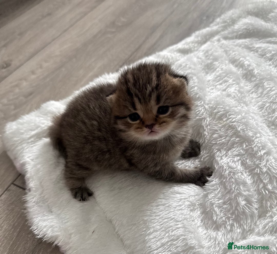 British Shorthair cats for sale: British Shorthair GCCF Champion Kittens ✨ - Image 5
