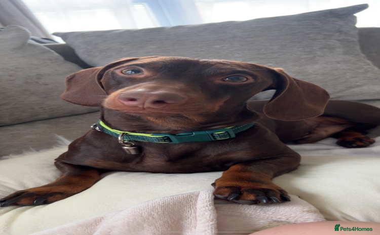 Dachshund dogs - Advert 5